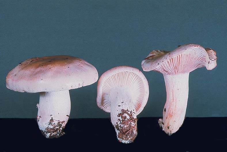 Hygrophorus russula